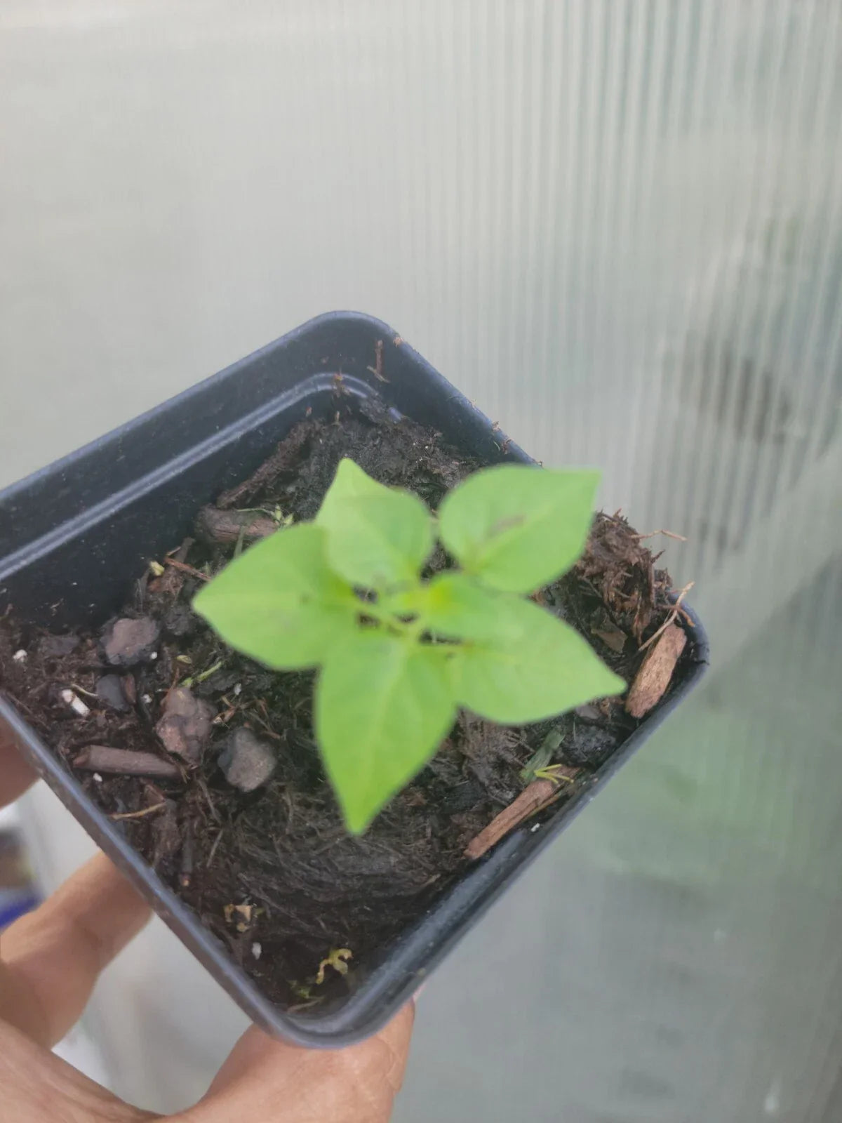 Chiltepin Pepper Plant 2.5" Pot Hot Small Bird Pepper Capsicum annuum var. glabriusculum Compact Spicy Garden Plant