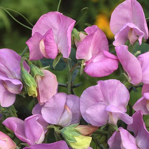 Royal Lavender Sweet Pea Seeds - Pink/Purple Flowers | Lathyrus odoratus | Non-GMO Garden Seeds Packet (Approx. 25 Seeds)