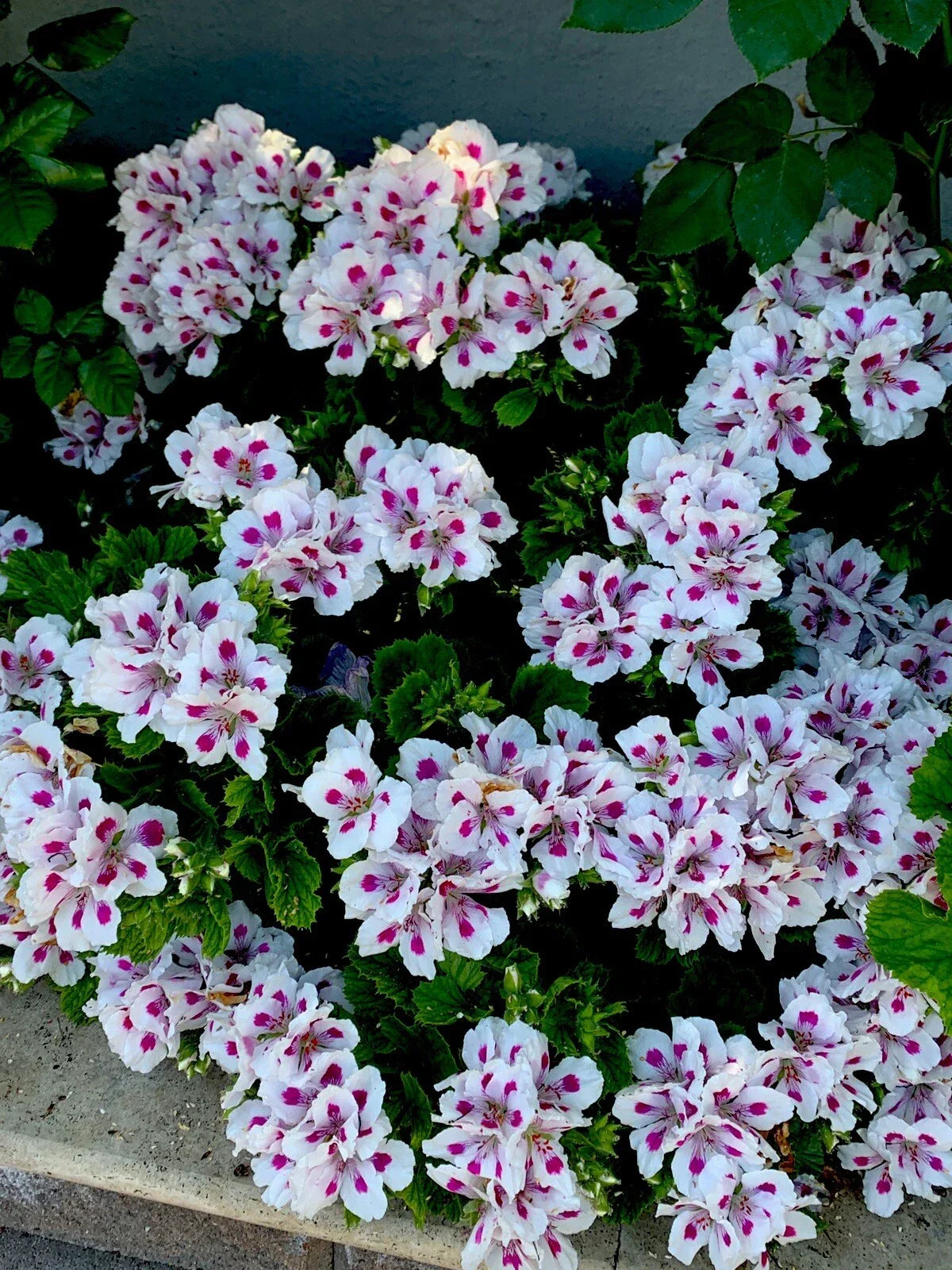 Geranium Cuttings 3-Pack White & Pink Pelargonium spp. Starter Plants for Garden, Container, and Window Box Gardening