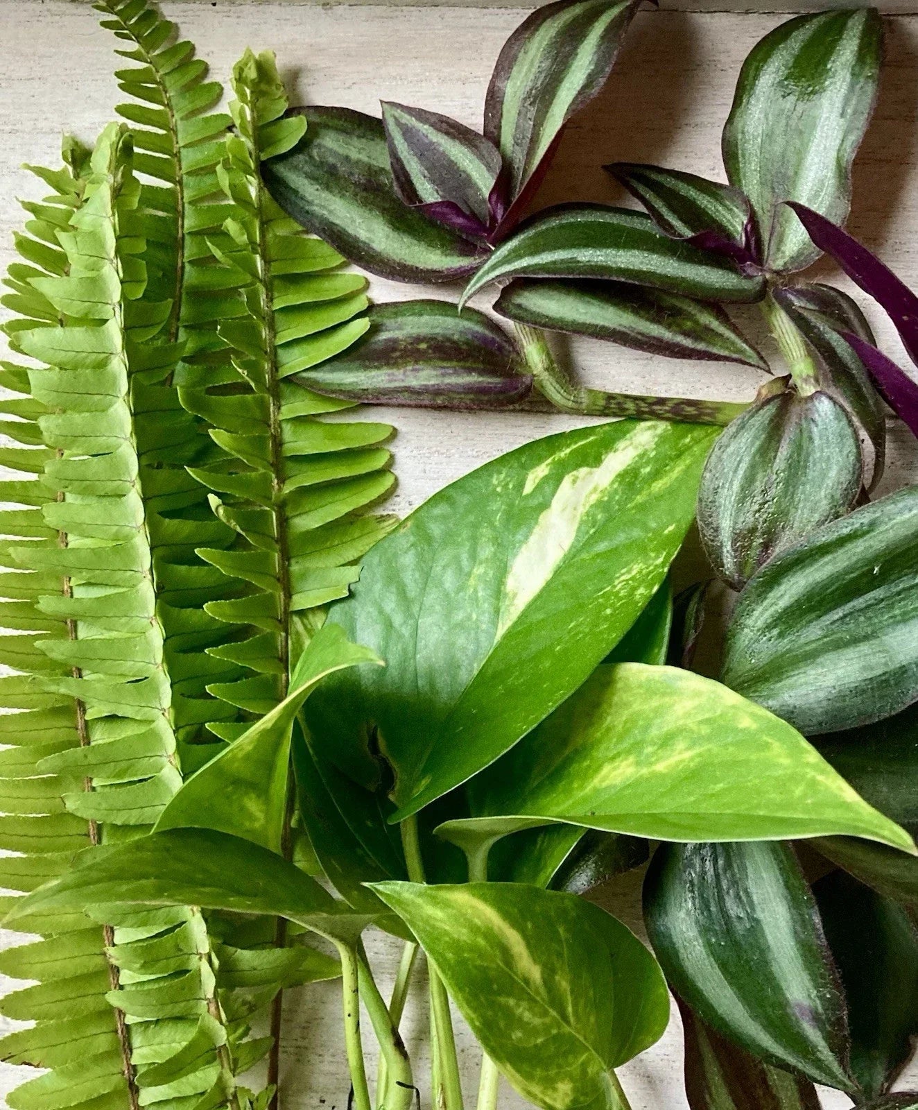 Live Rooted Plant Cuttings 15 Pack - Pothos, Ferns, Wandering Jew - Indoor Houseplants - Epipremnum aureum, Nephrolepis exaltata, Tradescantia zebrina