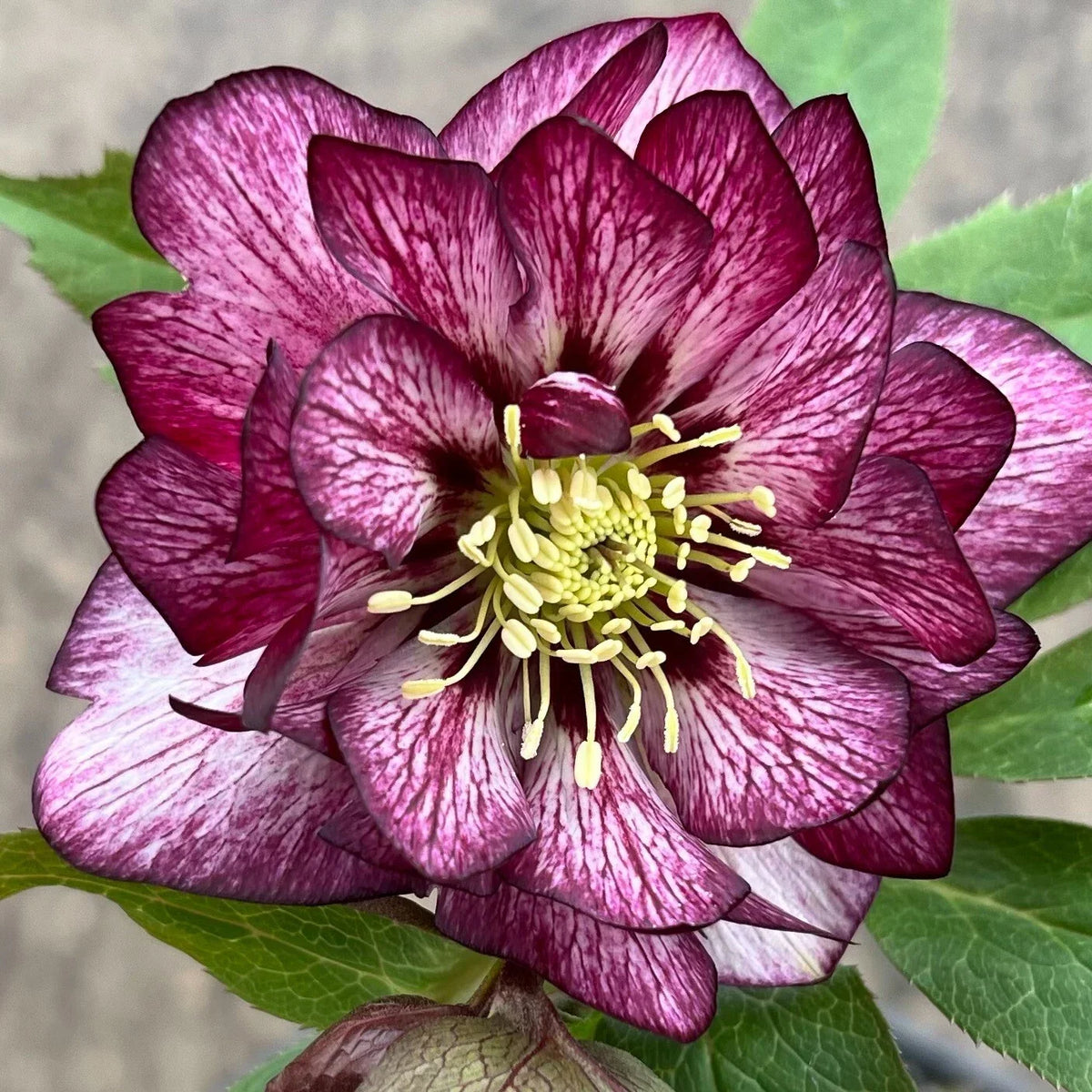 Hellebore Perennial Plant 5.25" Pot 'Whirlwind Romance' Lenten Rose Helleborus orientalis Pink White Blooms
