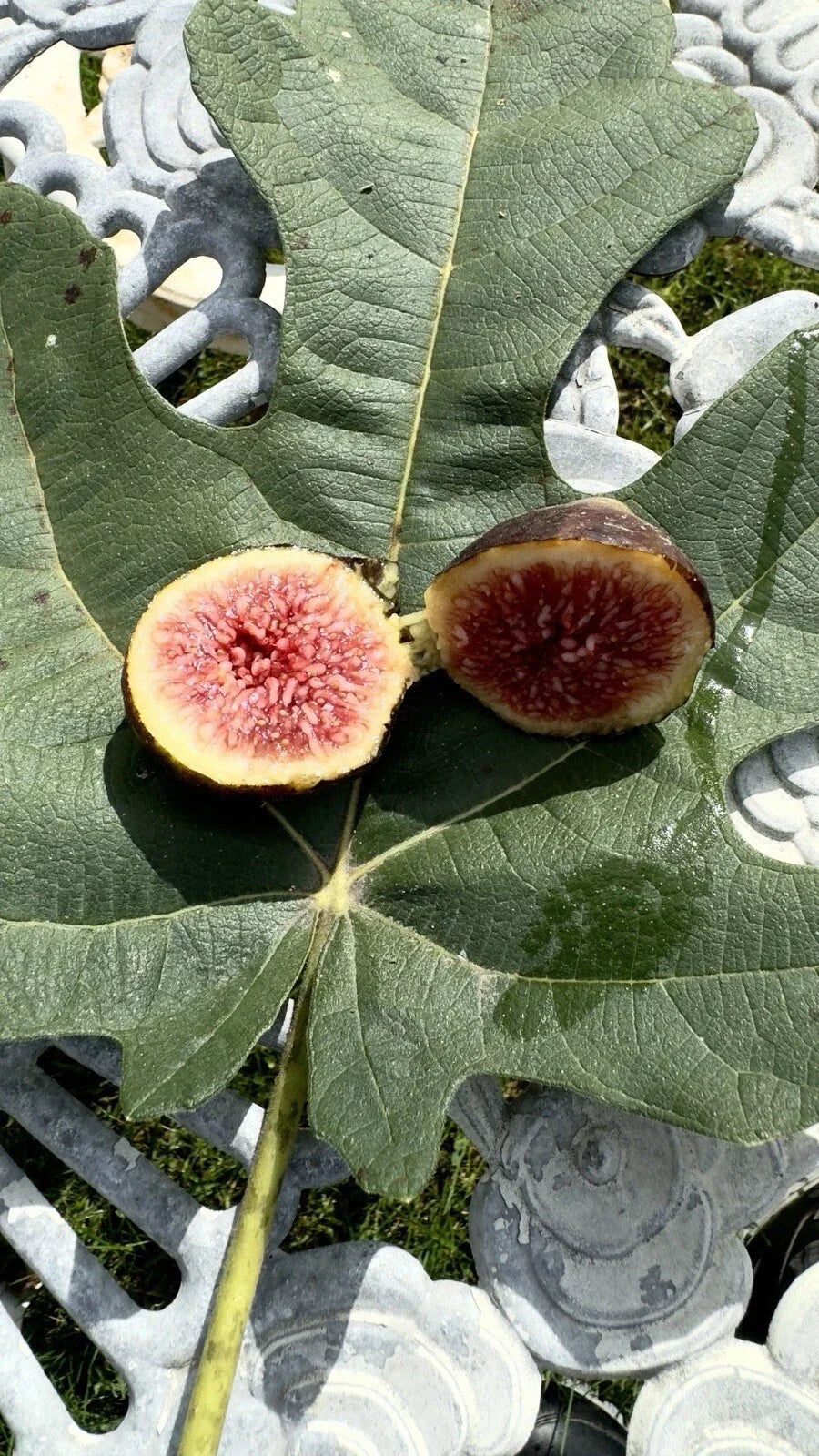 Brown Turkey Fig Cuttings - 8 Pack - Ficus carica - Homegrown Sweet Figs for Propagation and Container Gardening