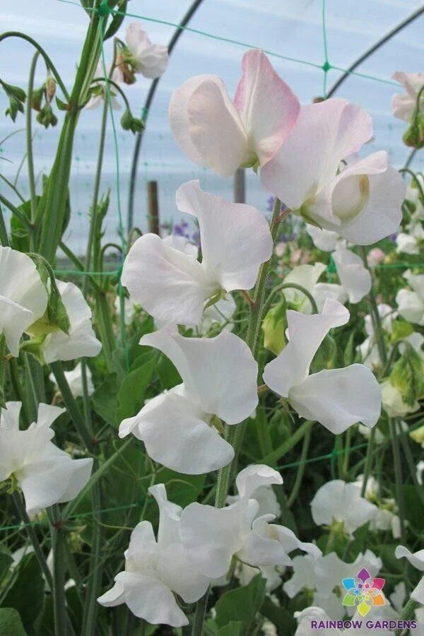Polar Star Sweet Pea Seeds - 50+ Pack - Heirloom Flower Seeds - Lathyrus odoratus - Fragrant Climbing Vines for Garden