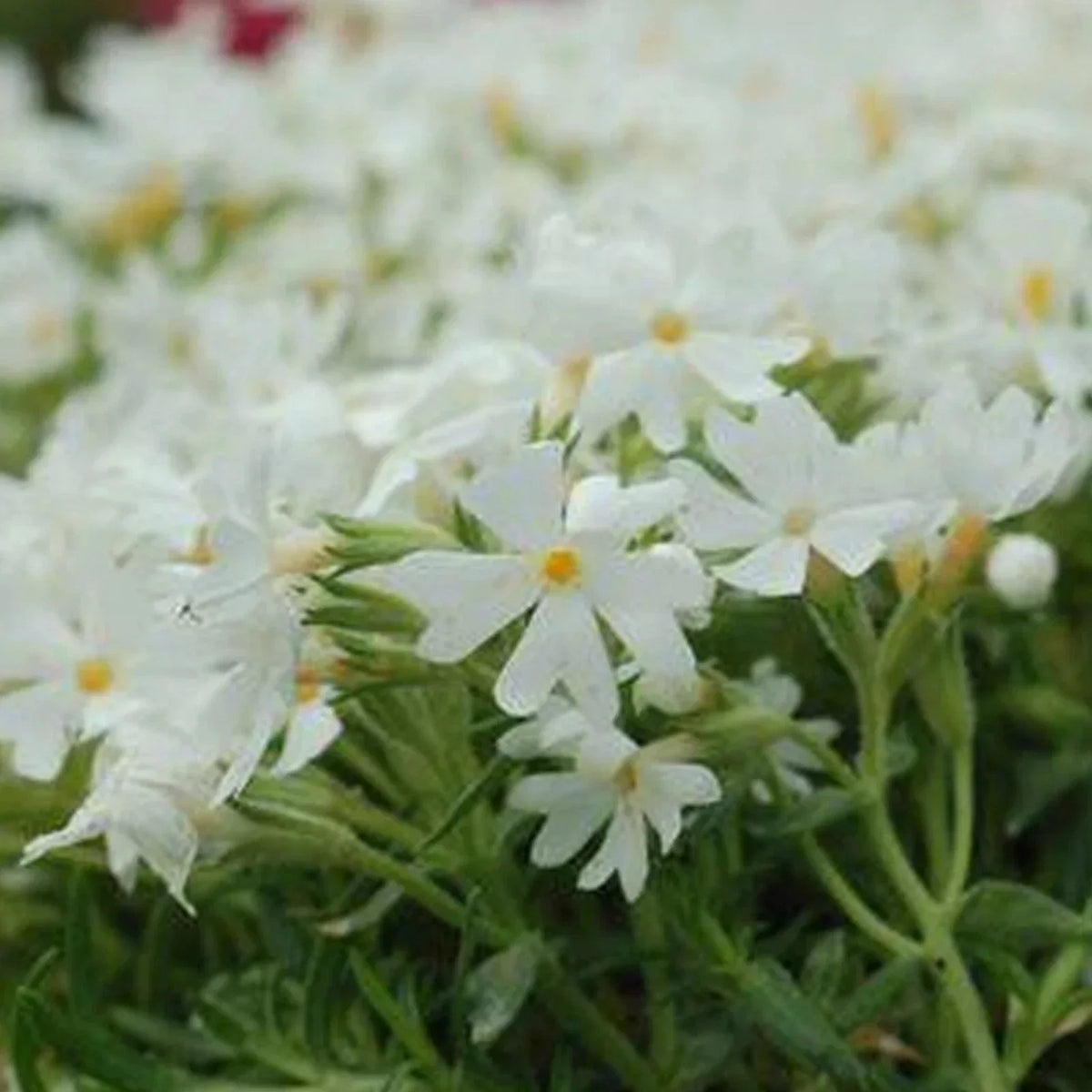 Snowflake Phlox Seeds - 50 Perennial Flower Seeds - White with Pink Center - Phlox subulata - Attracts Butterflies - US Seller
