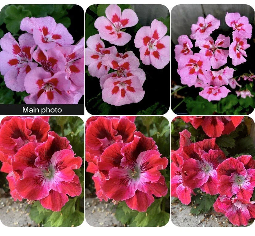 Rare Geranium Plants Set of 2, Compact 3-Inch Pots, Unique Varieties, Pelargonium spp. for Indoor/Outdoor Decor