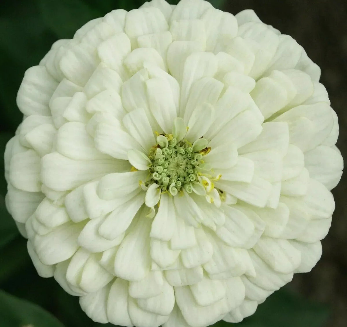 White Zinnia Flower Seeds - 100+ Polar Bear - Zinnia elegans - Annual Garden Seeds for Bees and Birds