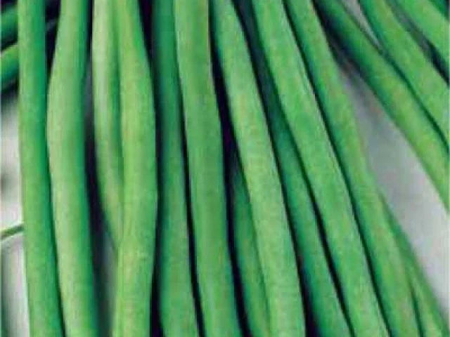 Top Crop Green Bean Seeds - 100 Non-GMO Seeds - Phaseolus vulgaris - Ideal for Home Gardening - Easy to Grow