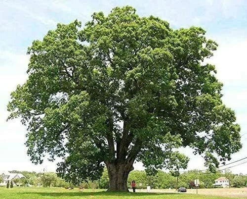 Black Willow Tree Cuttings - 6 Pieces - Fast-Growing Shade Plant - Salix nigra - Ideal for Privacy and Wet Areas