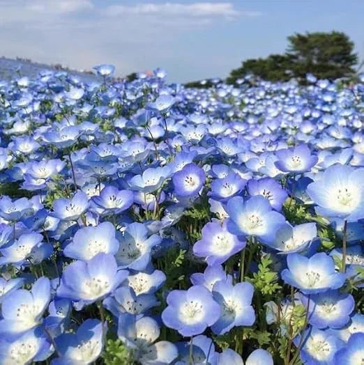 Baby Blue Eyes Seeds - 500+ Count - Drought Tolerant Wildflower - Nemophila menziesii - Groundcover for Low-Maintenance Gardens