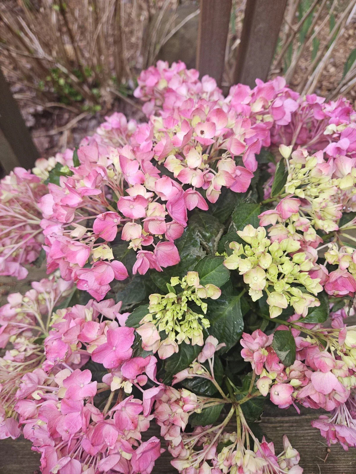 Pink Hydrangea Bare Root Plant - Medium Size - Elegant Pink Blooms - Hydrangea macrophylla - Outdoor Garden Essential