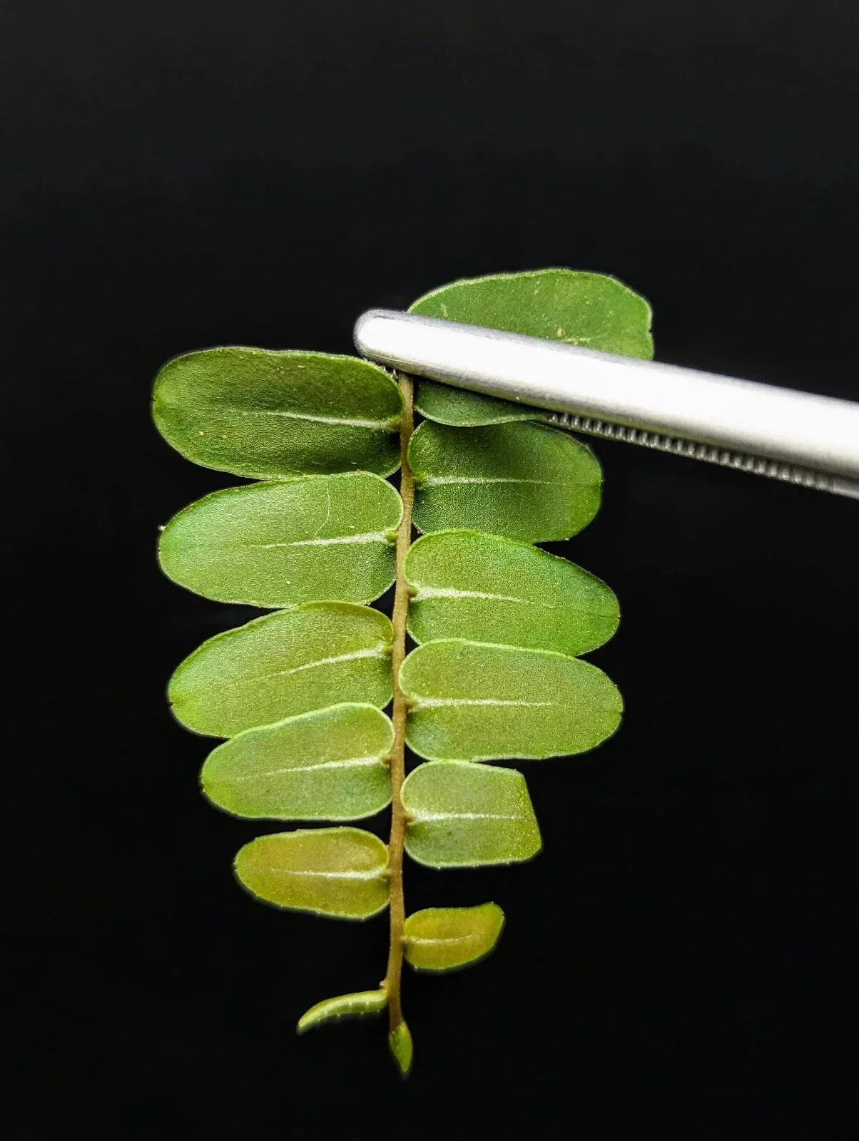 Marcgravia sp. Olivine Cutting | 10-Leaf Rare Tropical Houseplant | Olive Green Climbing Plant for Terrariums