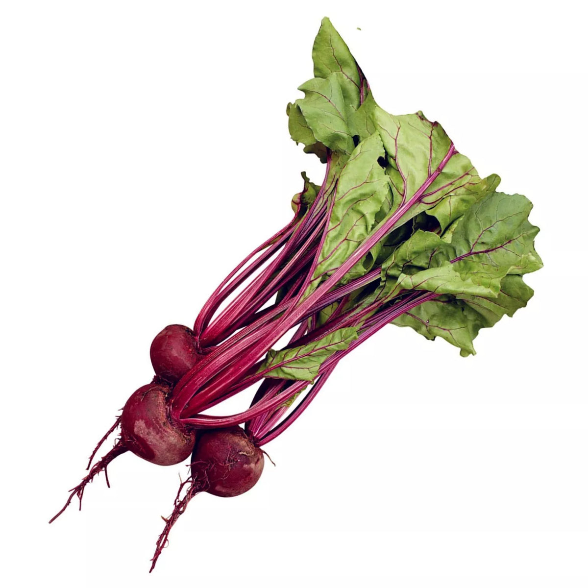 Beet Seeds - 500+ Count - Early Wonder Heirloom (Beta vulgaris) - Non-GMO Vegetable Seeds for Home Garden