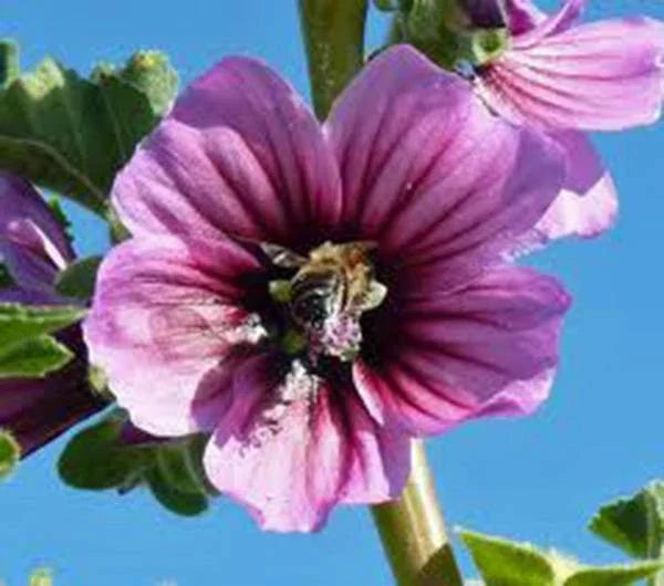 Rose Mallow Seeds 100 Count, Bright Rose Flowers, Hibiscus moscheutos, Perennial Garden Plant, Attracts Pollinators