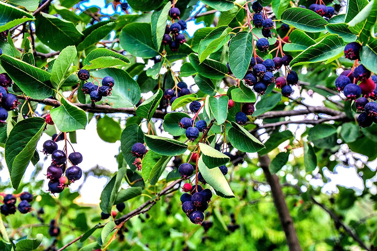 30 Juneberry Seeds - Amelanchier lamarckii - Edible Berries, Hardy Perennial, Ornamental Tree, Easy to Grow