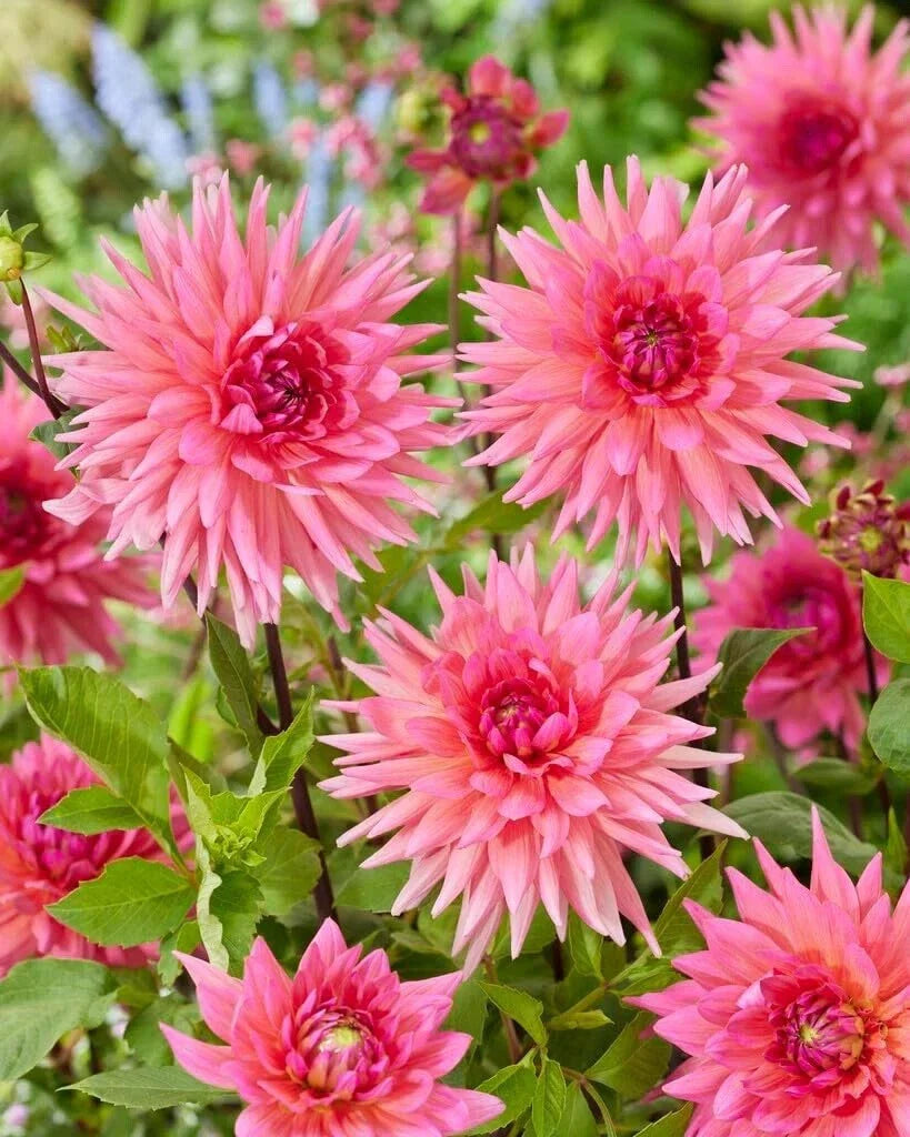 Dahlia Tubers for Planting - 3 Large "Pink Lizza" Tubers - Perennial Bulbs, Decorative Flowers, Dahlia pinnata