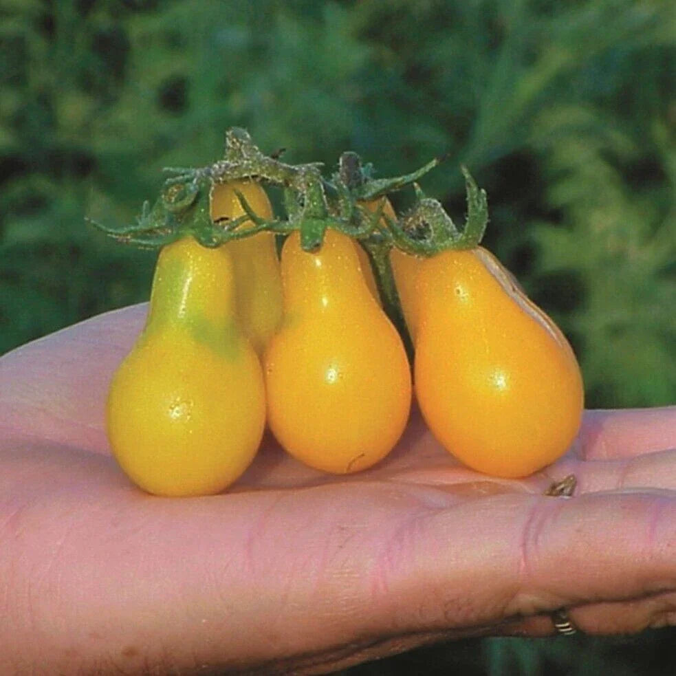 Yellow Pear Tomato Seeds - 10+ Organic Heirloom Non-GMO - Solanum lycopersicum - Sweet Yellow Pear-Shaped Tomatoes
