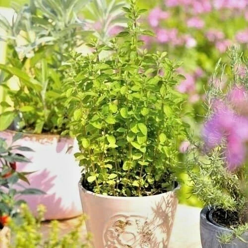 Organic Italian Oregano Seeds - 500+ Count - Perennial Herb for Container Gardening - Origanum vulgare subsp. hirtum