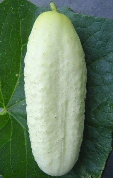 White Wonder Cucumber Seeds - 50+ Seeds - Culinary Pickling Variety - Cucumis sativus - Ideal for Home Gardening