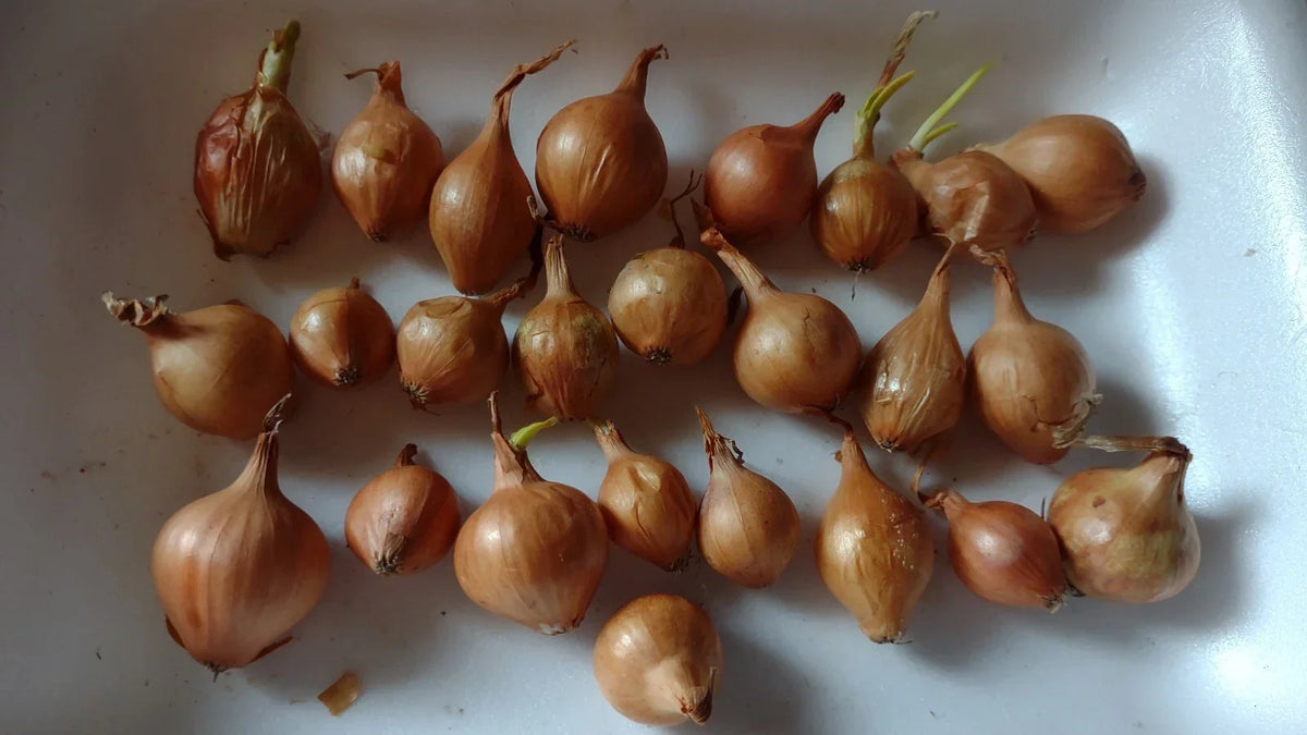 Yellow Onion Bulbs 24-Pack Heirloom All-Season Planting, Allium cepa, Vibrant Yellow Color for Home Gardens