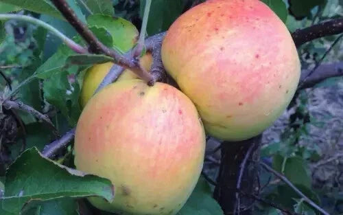 Suncrisp Apple Seeds - 25 Pack - Malus domestica - Non-GMO, USA Grown for Home Gardening
