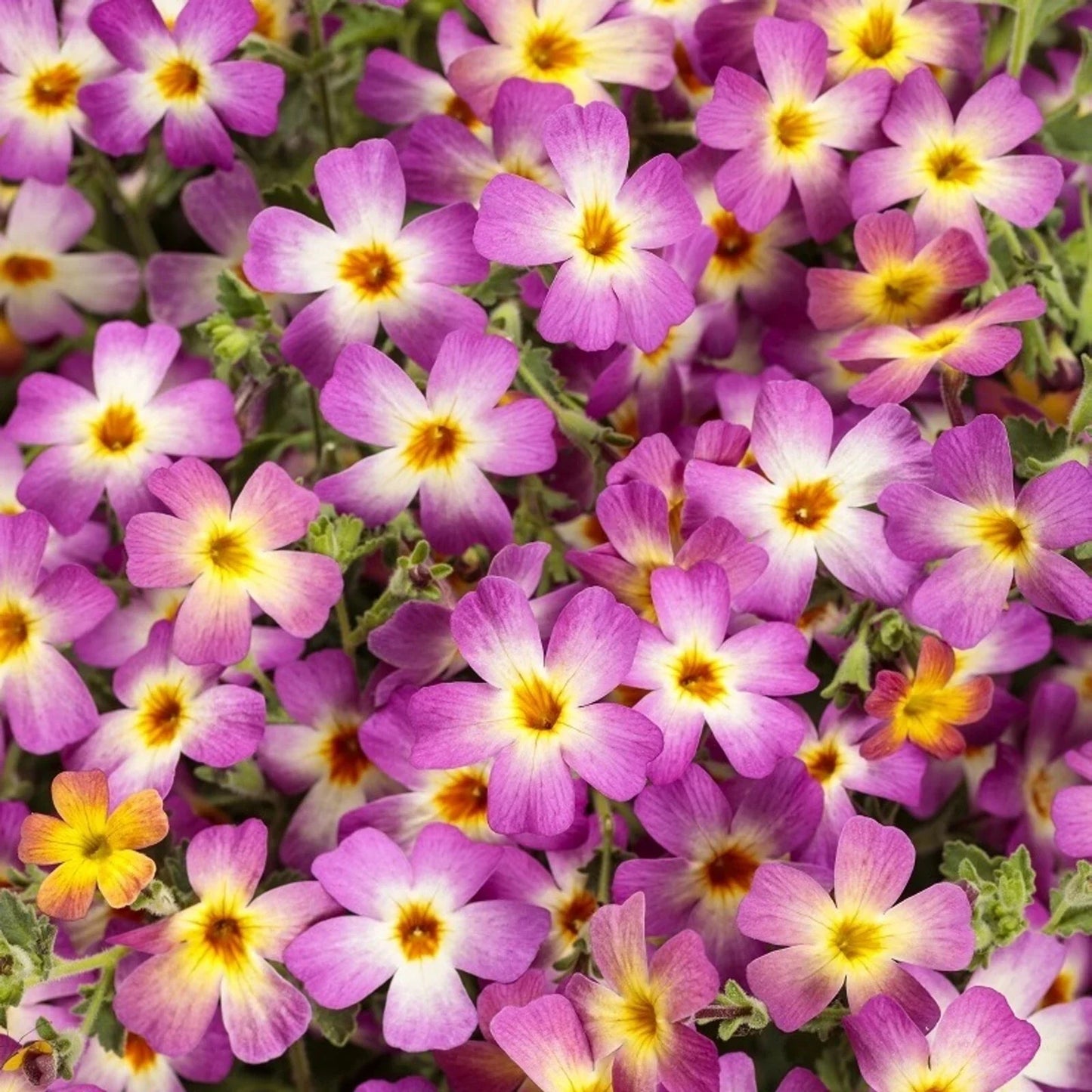 50 Safari Dawn Phlox Seeds | Perennial Flower Seeds | Butterfly Attracting | Phlox paniculata