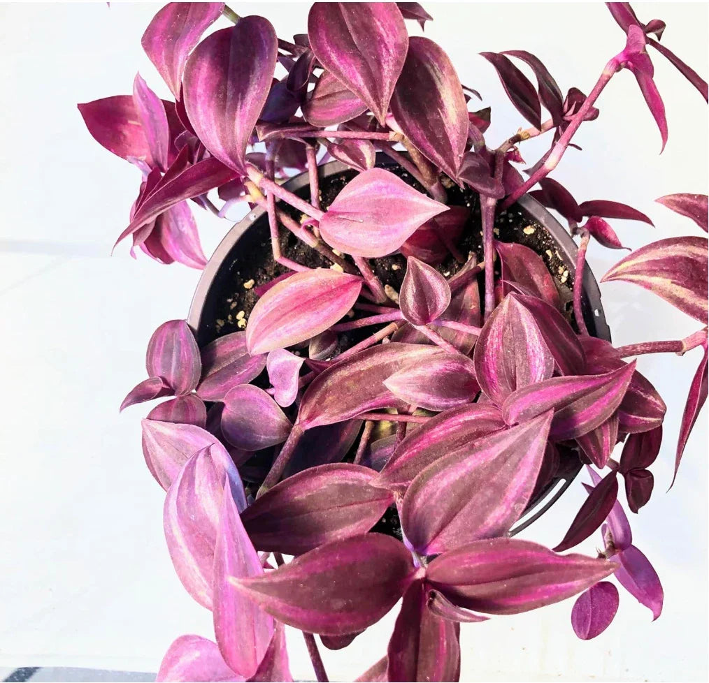 Dark Red Zebrina Wandering Jew Cuttings, 2" or 4" Pot, Easy Care Indoor Plant, Tradescantia zebrina