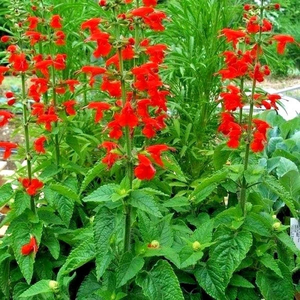 Scarlet Sage Flower Seeds - 301+ Count - Drought Tolerant Wildflower - Salvia coccinea - Ideal for Gardens & Containers