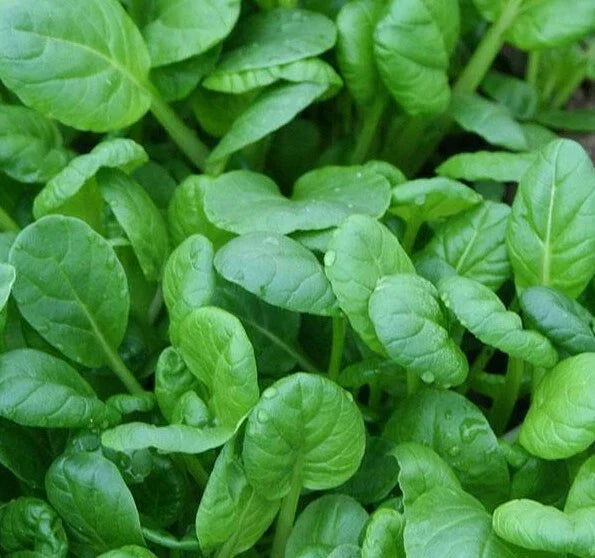 Tatsoi Mustard Seeds 500+ | Asian Culinary Microgreens | Brassica rapa subsp. narinosa | Perfect for Salads & Gourmet Dishes