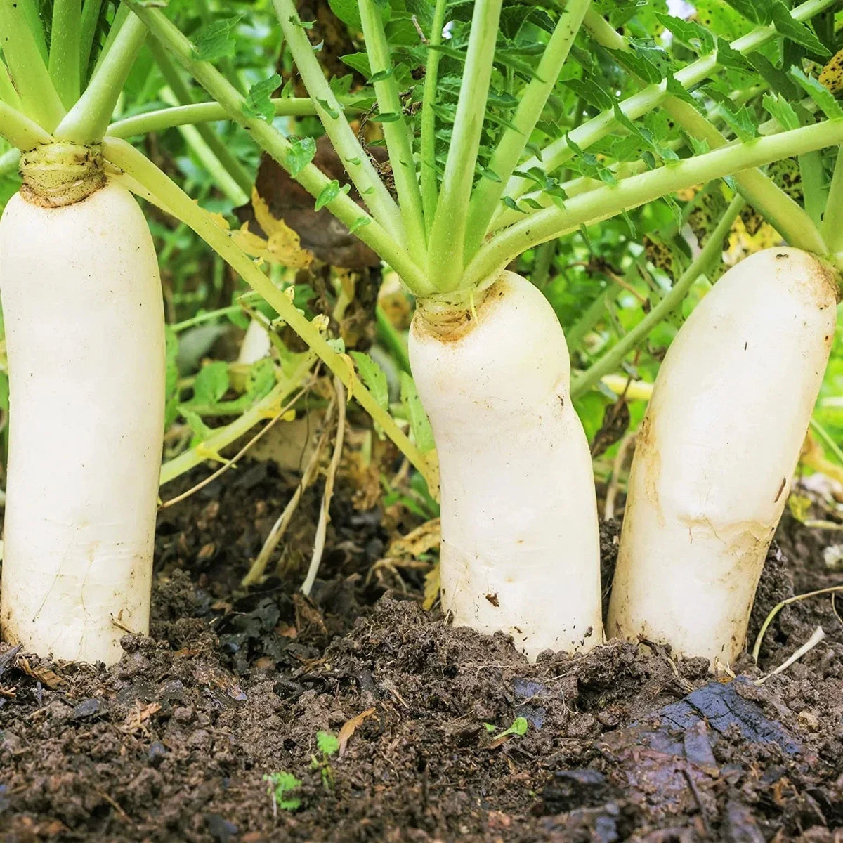 Daikon Radish Seeds - 100 Pack Japanese Winter White Carrot, Korean Mu - Raphanus sativus var. longipinnatus, Heirloom Variety