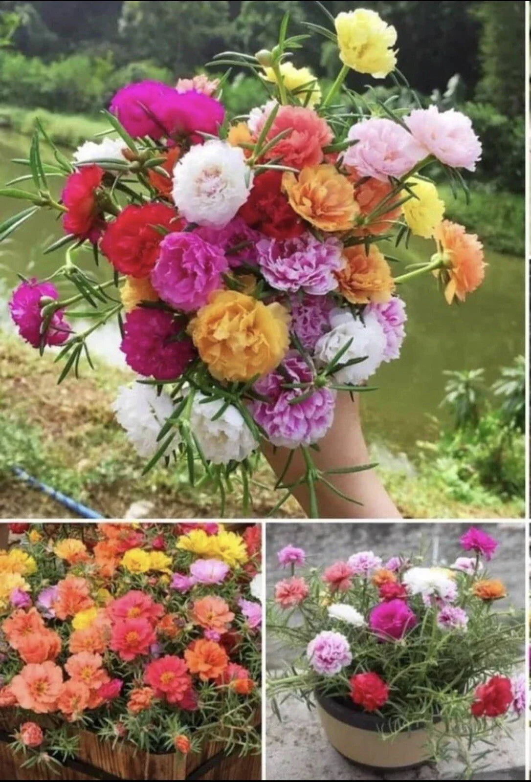 Moss Rose Seeds 1000+ Double Mix Color Portulaca grandiflora - Drought-Tolerant, Attracts Pollinators, Full Sun
