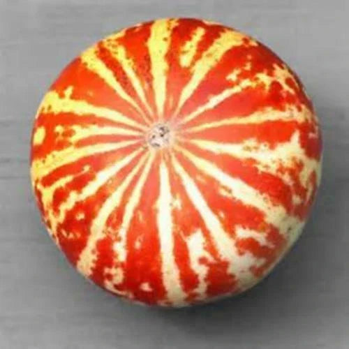 Tigger Melon Seeds - 10 Rare Seeds - Striped Fruit - Cucumis melo var. tigrinus - Unique Home Gardening Variety