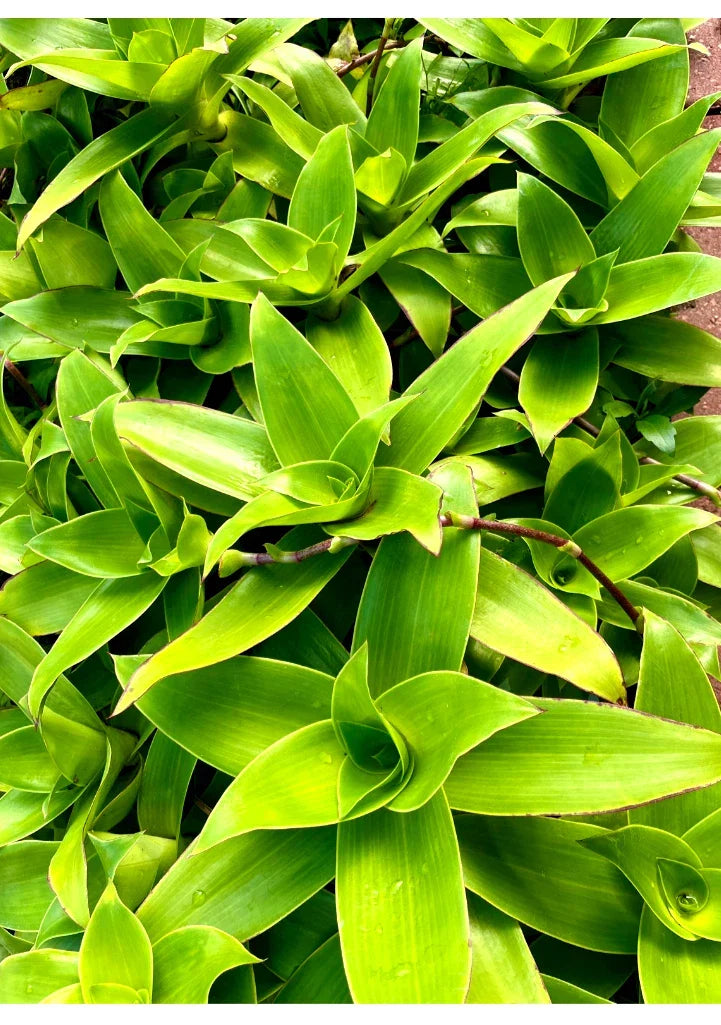 Two Basket Plant Cutting 10'' - Callisia fragrans - Indoor Houseplant - Hardy Trailing Plant for Low Light Decor