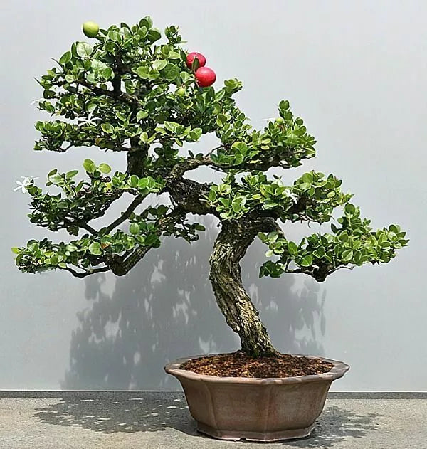 Plum Bonsai Tree Seeds - 15 Pack - Prunus Americana - USA Grown - Mini Fruit Tree for Home Gardening