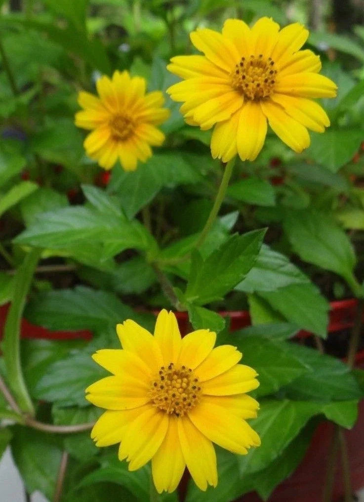 Creeping Daisy Live Plant Cuttings - 10 Yellow Flower Vines - Wedelia trilobata - Easy to Grow, Pollinator Friendly