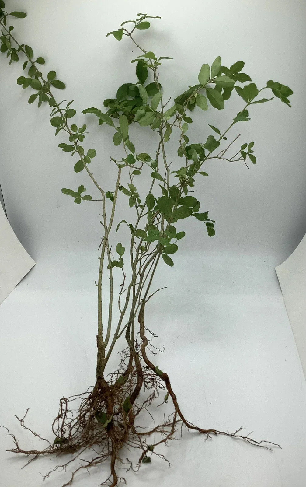 30 Bare Root Chinese Privet Hedge Starts 8-12 Inches Ligustrum sinense Fast-Growing Privacy Screen Plants