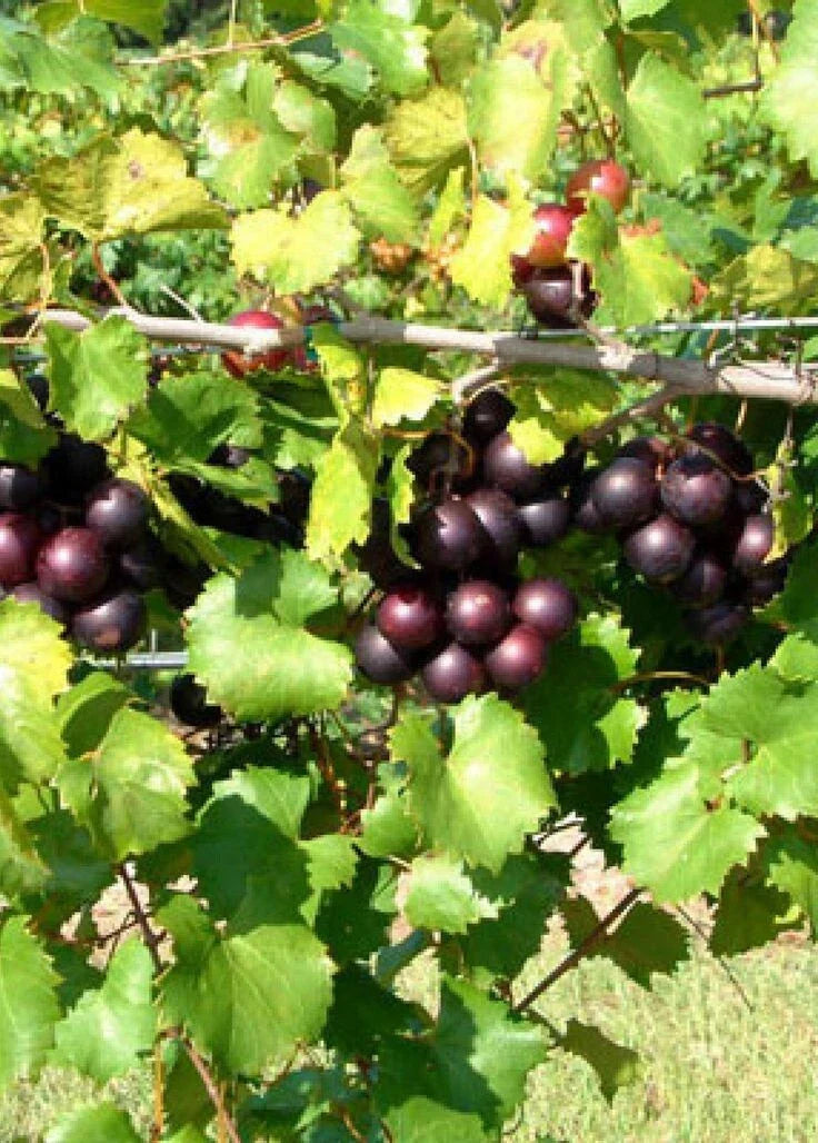Muscadine Grape Vine 4'' Pot - Bronze, Purple, Black Varieties - Vitis rotundifolia - Climbing Fruit Plant for Garden