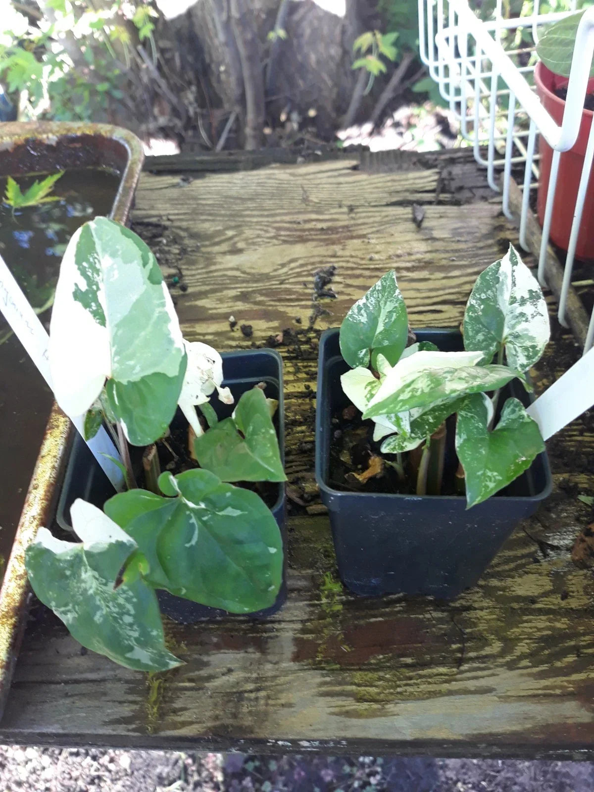 Variegated Arrowhead Vine Plant - 4-inch Syngonium Albo Variegated - Indoor Houseplant for Air Purification - Syngonium podophyllum