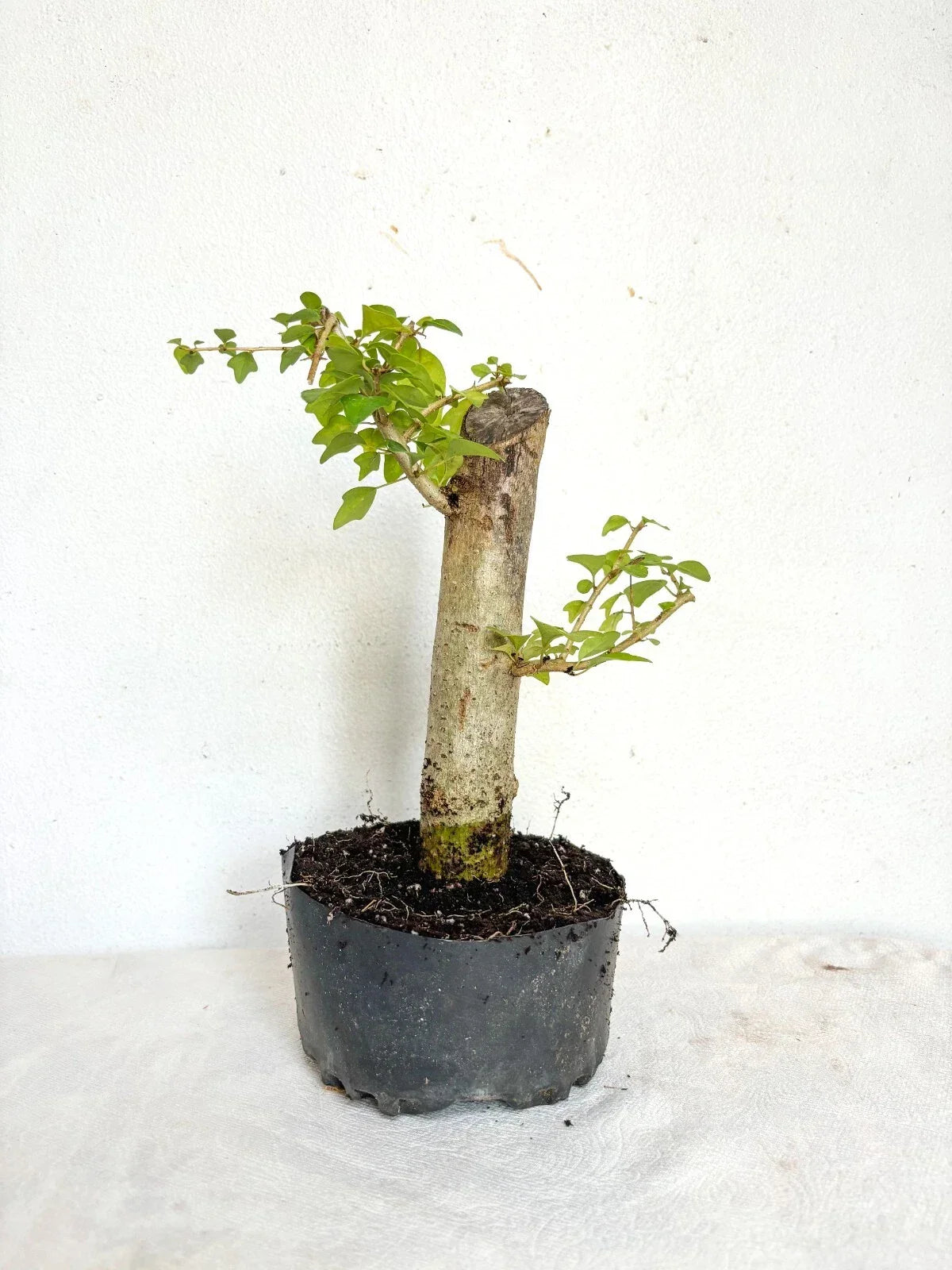 Pre-Bonsai Plant - Fat Trunk Parrot's Beak - Gmelina philippensis - Indoor Bonsai Tree for Home & Garden