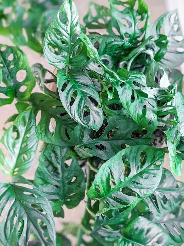 Monstera Adansonii Cuttings - 3 Swiss Cheese Plant Cuttings for Indoor/Outdoor Decor - Monstera adansonii
