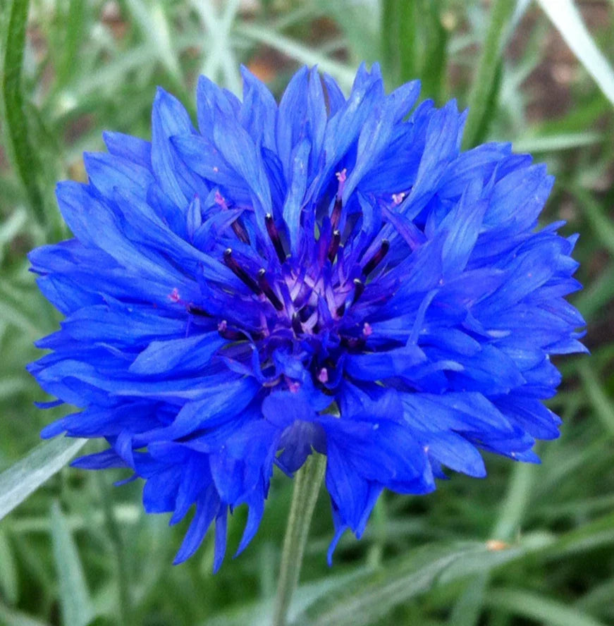 Dwarf Blue Bachelor Button Seeds - 400+ Cornflower Seeds - Centaurea Cyanus - Easy to Grow, Attracts Pollinators