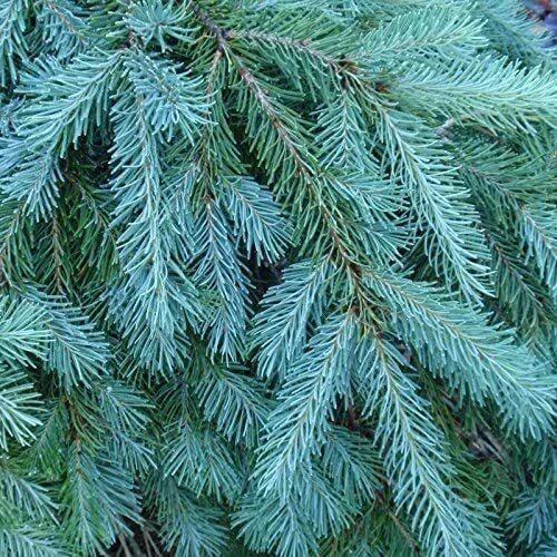 Blue Douglas Fir Seeds 20 Pack - Evergreen Tree Seeds Pseudotsuga menziesii Var. glauca - Vibrant Blue-Green Foliage