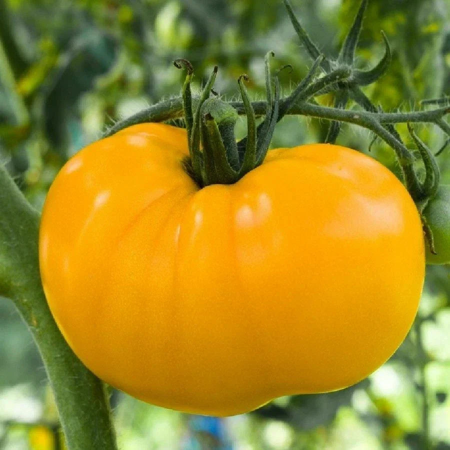 Golden Jubilee Tomato Seeds | Medium Beefsteak | Non-GMO | Solanum lycopersicum | Golden Sunray Color