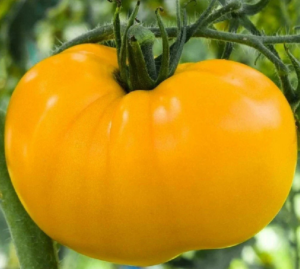 Yellow Brandywine Tomato Seeds - 50+ Heirloom Indeterminate Vegetable Seeds - Solanum lycopersicum