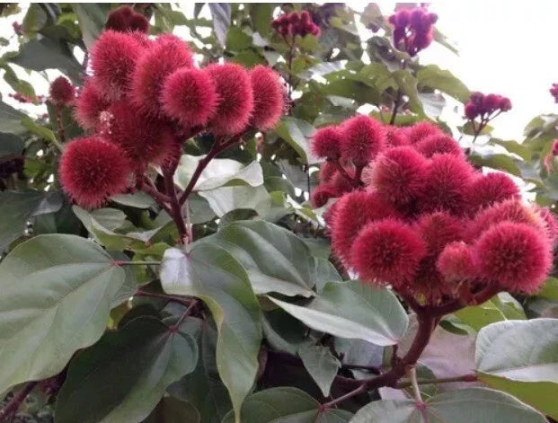 Annatto Seeds - 50+ Count - Bixa orellana - Achiote Variety for Culinary Use and Natural Dye