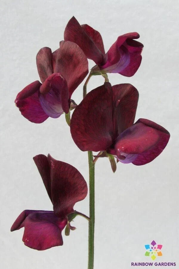 Black Knight Sweet Pea Seeds - 50 Heirloom Seeds - Deep Purple Blooms - Lathyrus odoratus - USA Grown, Non-GMO