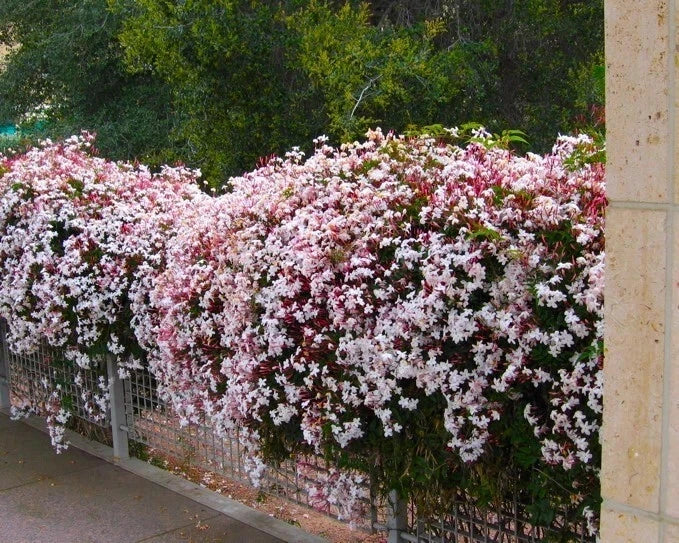 Pink Jasmine Starter Plant - Rooted in Pot - Extremely Fragrant Jasminum Polyanthum - Ideal for Gardens and Container Growing
