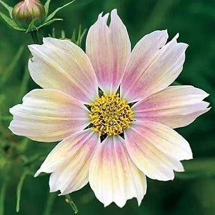 Cosmos Seeds - 250 Count - Apricot Lemonade - Cosmos bipinnatus - Non-GMO Flower Seeds for Vibrant Garden Blooms