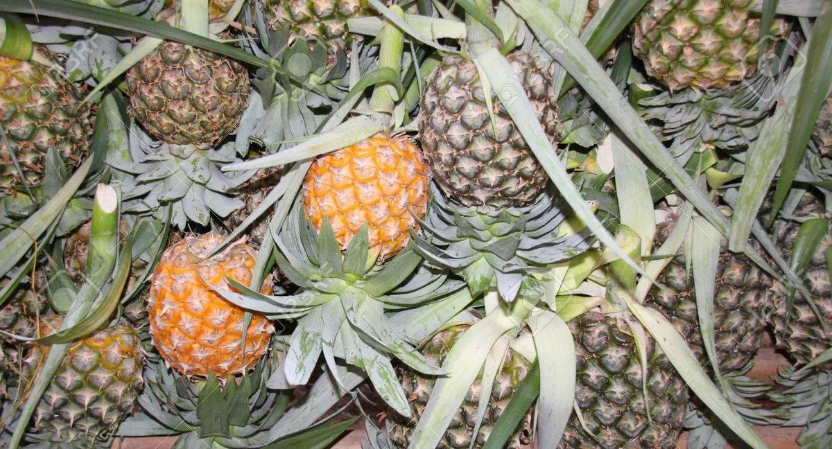 Cayena Lisa Pineapple Seeds - 15+ Pack - Ananas comosus - Tropical Sweet Flavor for Garden Planting - USA