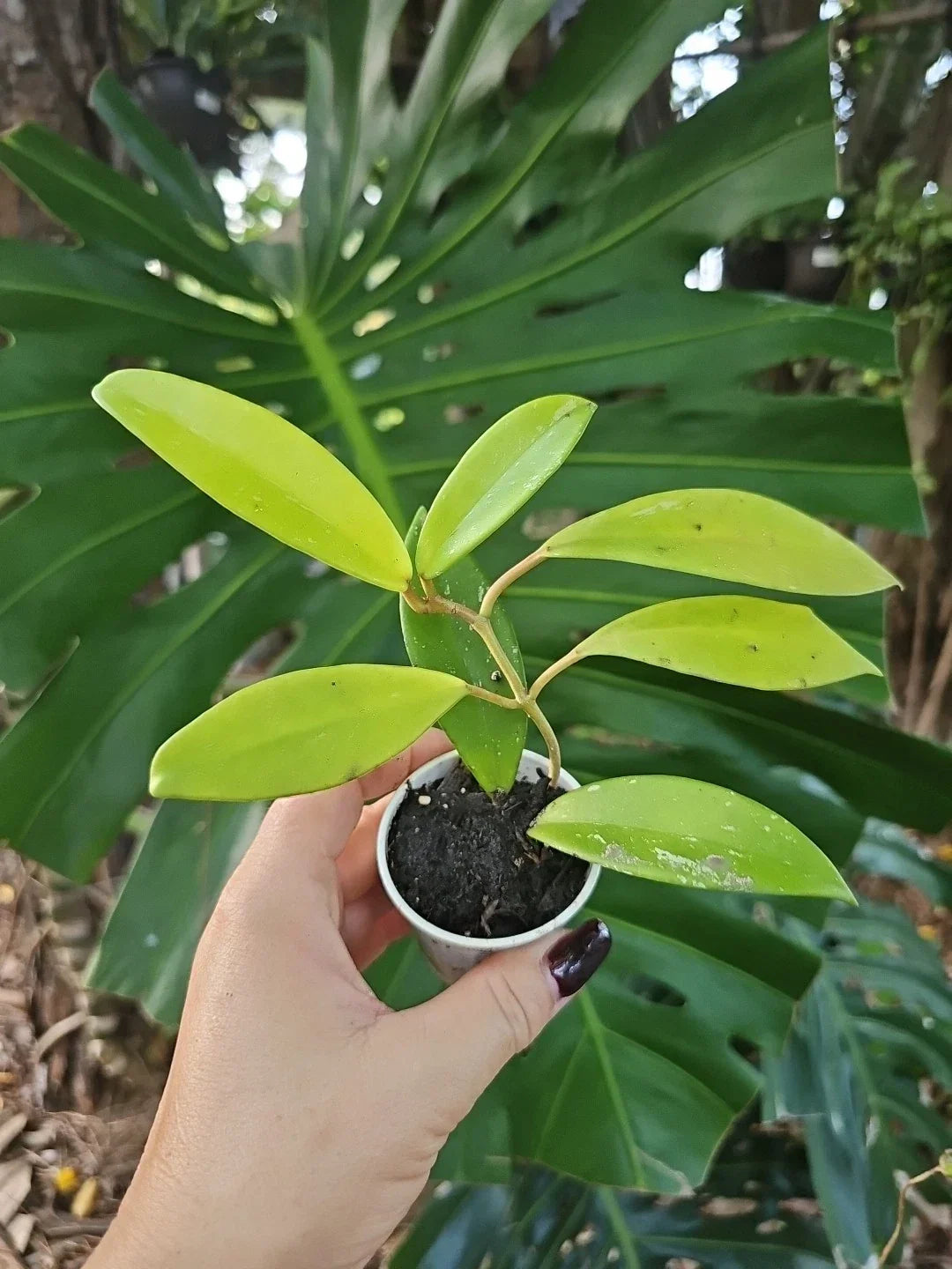 Hoya Pubicalyx Splash Houseplant - 2.5" Pot - Large Leaf Wax Plant - Hoya pubicalyx - Tropical Indoor Decor