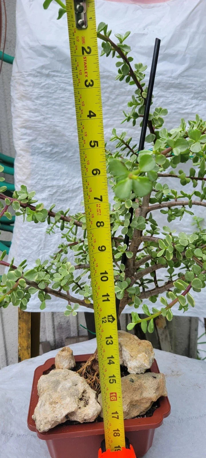 Variegated Elephant Bush Plant - Mini Jade Tree - Portulacaria afra Variegated - Rare Succulent for Indoor/Outdoor Gardening